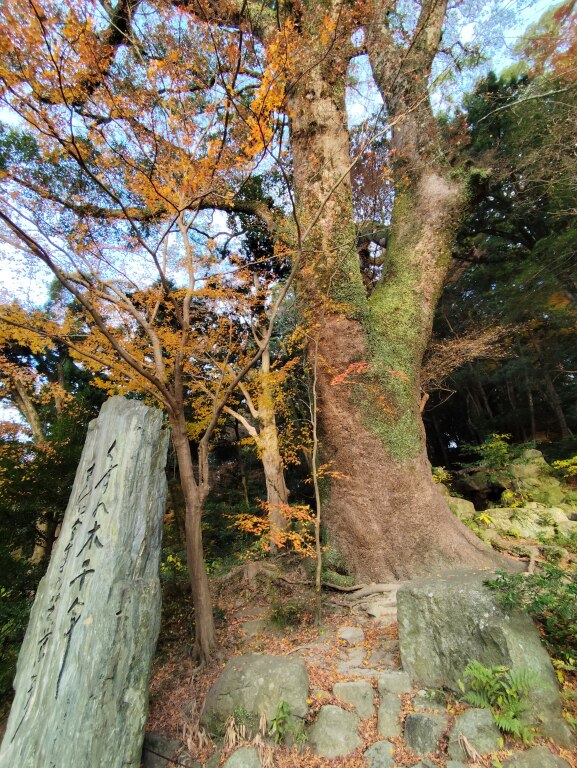 Scaled image IMG_20251211_161036.jpg 